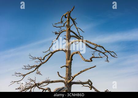 Gnarled, dry branches of a dead tree stand out against a vibrant blue sky, creating a stark contrast between life and decay Stock Photo
