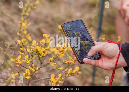 A hand holding a smartphone displaying a plant identification app, showing yellow flowers, concept of technology Stock Photo