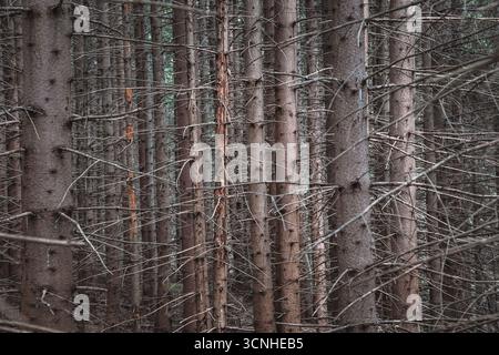 Tree trunks and dead branches forming a dense pattern in a dark, atmospheric forest, conveying a spooky feeling Stock Photo