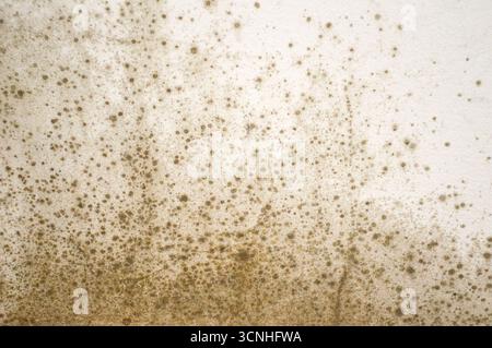 Mold on the wall background Stock Photo