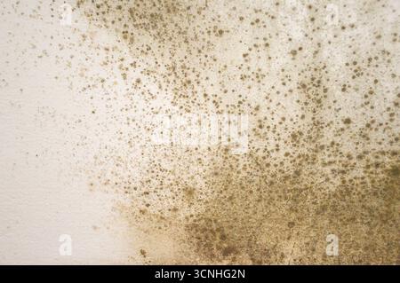 Mold on the wall background Stock Photo