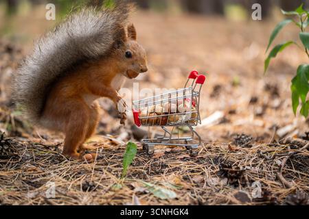 A red squirrel pushes a small shopping cart filled with nuts through a forest floor covered in pine needles and leaves. Stock Photo