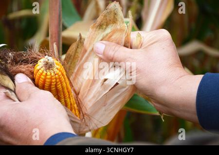 Farmer’s hands opening a ripe corn cob in the cornfield Stock Photo