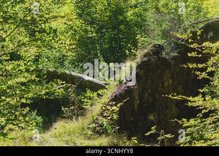 Unrooted fallen tree lying in dense green forest, symbol of nature power and woodland decay. Selective focus Stock Photo