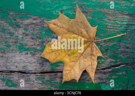 Golden leave on a wooden surface stylized under the dial. Autumn background Stock Photo