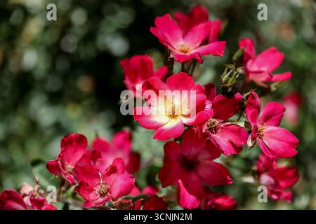 A vibrant cluster of deep red roses in full bloom catches the summer light in a vineyard garden, adding color and texture to the cultivated landscape. Stock Photo