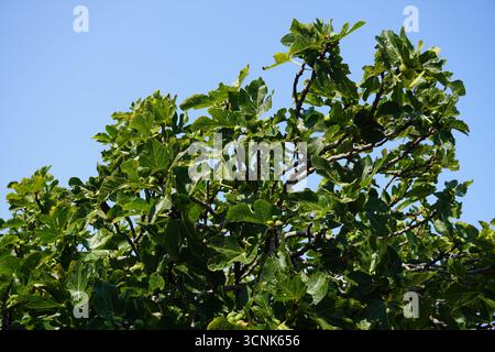 Dense foliage and branches of a fig tree (Ficus carica), showing unripe green figs developing against a clear blue sky on a bright summer day Stock Photo