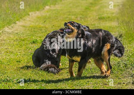 two black and gold Hovie dogs hovawart Stock Photo