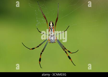 A banded-legged golden orb web spider (Nephila senegalensis) in web, South Africa Stock Photo