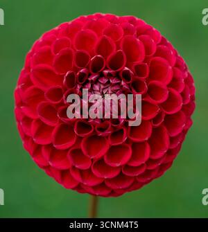 Cornel red dahlia flower close up. Stock Photo