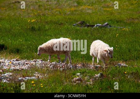 Stokksnes Iceland, twin lambs grazing in field of spring grass Stock Photo