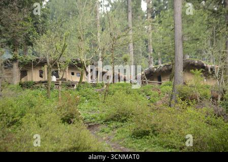 A shed or barn used to store piles of cut pine logs for building houses and for fuel at Pahagam. Located in Jammu-Kashmir, India. Stock Photo
