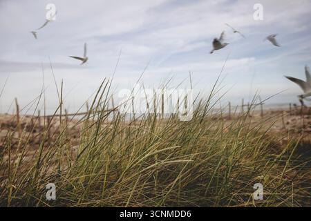 Tufts of grass blowing in the wind with seagulls flying over the sea, a concept of nature and freedom Stock Photo