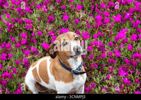 A mutt sitting among purple iceplant flowers, San Diego, California Stock Photo