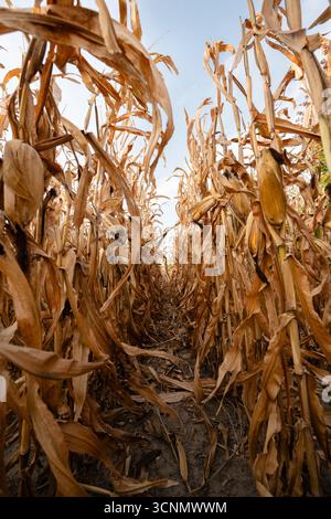 Dried corn stalks standing tall in a field during fall harvest season Stock Photo