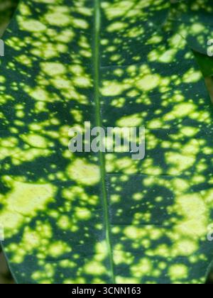 Close-up of a green leaf with yellow spotted pattern, suitable for use as a background. Mobile photo Stock Photo