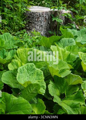 Tree Stump Surrounded By Lush Green Leaves In The Forest. Stock Photo