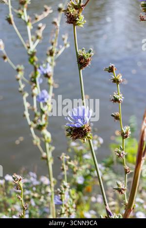 Wild chicory (Cichorium intybus) growing on the bank of a pond in Clissold Park, London, UK Stock Photo