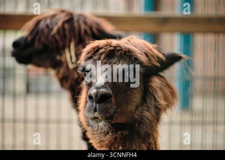 Two alpacas standing together in Belgrade zoo enclosure. Stock Photo