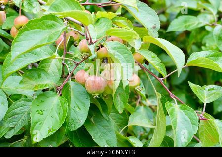 Unripe apples on the branches of an apple tree in the rain Stock Photo