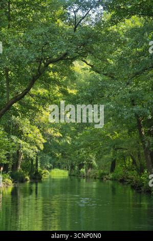 A peaceful river reflects dense green trees and the clear blue sky ...