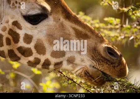 Kenya, Lake Nakuru National Park, a herd of Rothschild Giraffes, Giraffa camelopardalis rothschildi, in the savannah  Lake Nakuru National Park. Stock Photo