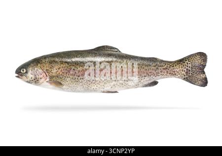 Fresh rainbow trout isolated on white background Stock Photo