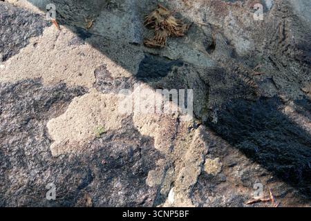 Sunlight casts shadows revealing the intricate textures on a rugged stone surface. Stock Photo