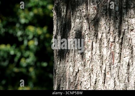 Sunlight filters through leaves, casting shadows on tree bark in a serene setting. Stock Photo