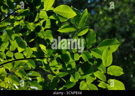 Tree leaves form natural frame surrounding bright blue sky and cumulus ...