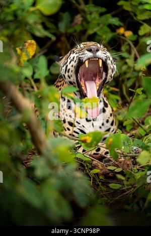 A stunning close-up of a jaguar yawning in the lush rainforest, revealing its powerful teeth and the raw force of nature. Stock Photo