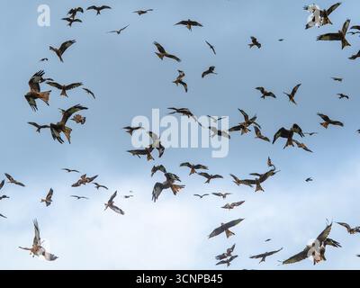 Red Kites, Milvus milvus, circling overhead waiting for the daily feeding at Gigrin Farm, Rhayader, mid Wales, UK Stock Photo