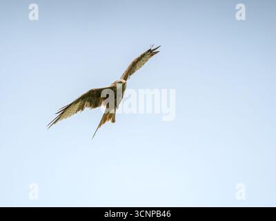 Leucistic red kite, Milvus milvus, soaring in the sky above Gigrin Farm Red Kite Centre, Rhayader Stock Photo