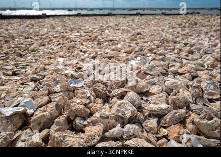 Oyster shells make a beach at Mersea, England, UK Stock Photo