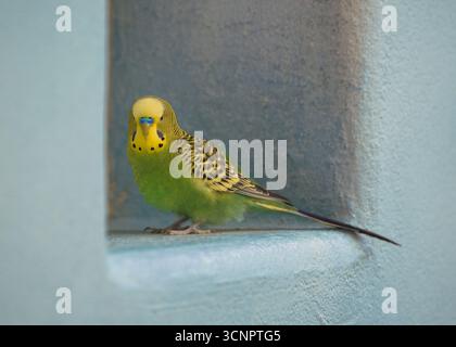 Male parakeet (Melopsittacus undulatus) with green and yellow feathers standing inside window frame on concrete blue wall Stock Photo