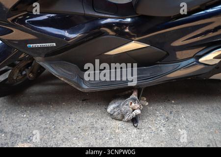 A street cat, kitty playing with motorcycle footrest Stock Photo