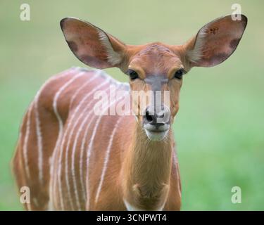 Female Nyala antelope (Tragelaphus angasii) closeup head shot against green background Stock Photo