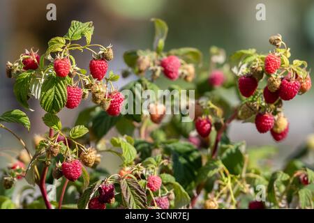 Close-up of ripe red raspberries growing on a bush in the garden. Fresh organic berries on green branches, symbolizing healthy food, summer harvest Stock Photo