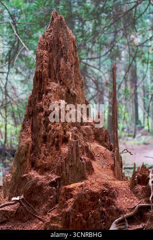 Decayed and Crumbling Old Stump. An old tree stump in a forest decaying and crumbling. Stock Photo