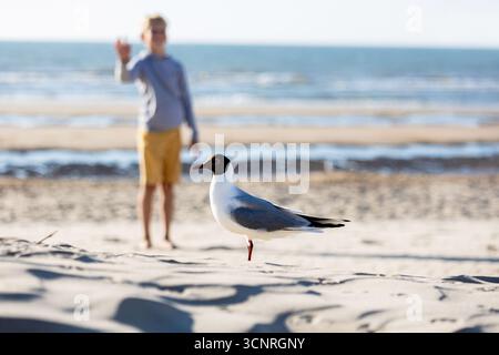 a seagull on the beach Stock Photo