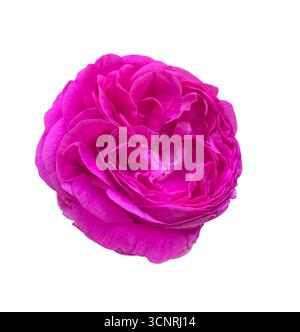 Close-up Pink Rose Romantic vintage with curly petals flower isolated on white background with clipping path. Floral design element for cards, invitat Stock Photo