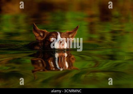 Chocolate border collie, Playing, female, Maryland Stock Photo