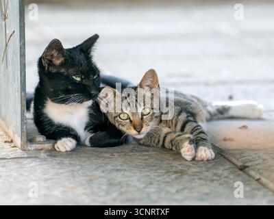 Two stray cats resting on a tiled floor in Gran Canaria. A tabby kitten leans against its black-and-white mother in a quiet outdoor moment. Stock Photo