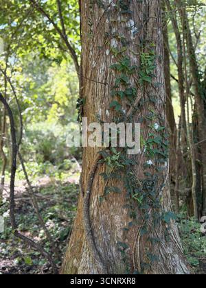 Vine and leaf pattern on tall tree Stock Photo