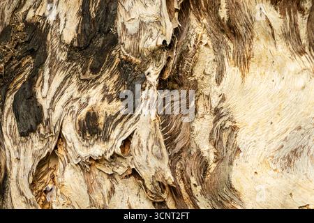 Close Up of Abstract Tree Bark Texture with Brown White and Gold Colors from a paper bark tree. Stock Photo