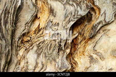 Close Up of Abstract Tree Bark Texture with Brown White and Gold Colors from a paper bark tree. Stock Photo