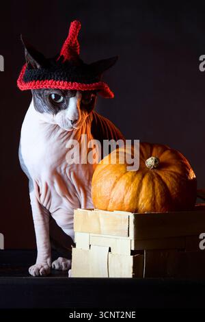 Studio portrait of Canadian sphynx cat in witch hat beside pumpkins and basket. Halloween themed still life with dark background. Stock Photo
