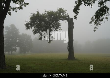 Split tree in fog.  Horizontal. Stock Photo
