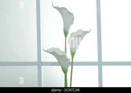 Calla lilies on a white glass background. Stock Photo