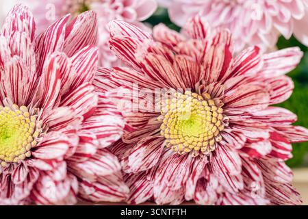 Close-up of vibrant pink and white striped chrysanthemum flowers with yellow centers, soft blurred background. Stock Photo
